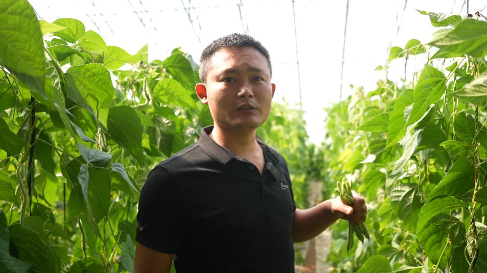 王威种植的无丝豆长势喜人。人民网记者 王天乐摄