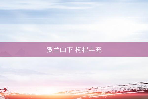 贺兰山下 枸杞丰充
